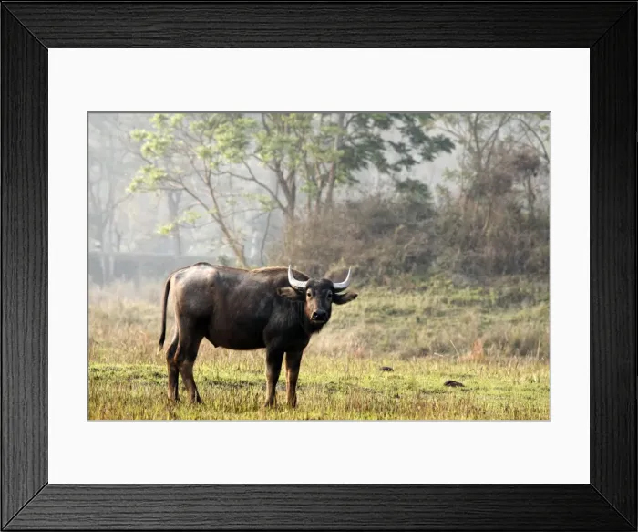 Framed Print : Picture No. 10890789
