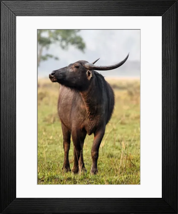 Framed Print : Picture No. 10890793 Framed Print : Picture No. 10890793