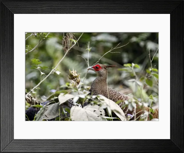 Framed Print : Picture No. 10890795