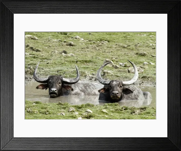 Framed Print : Picture No. 10890798