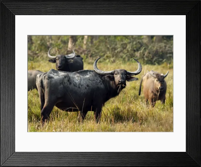 Framed Print : Picture No. 10890794