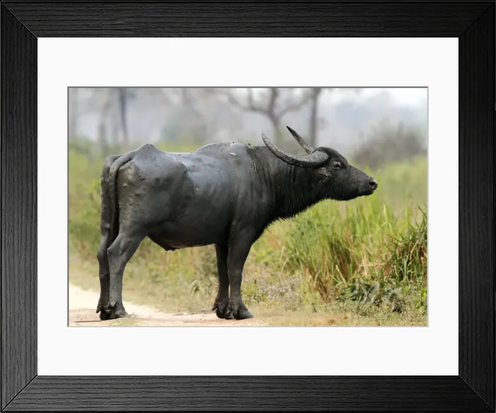 Framed Print : Picture No. 10890799 Framed Print : Picture No. 10890799