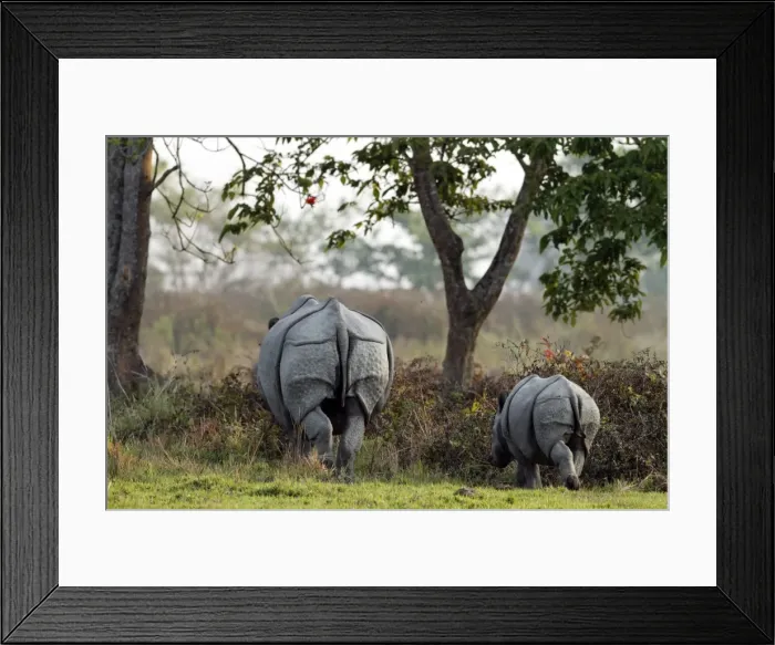 Framed Print : Picture No. 10890801 Framed Print : Picture No. 10890801