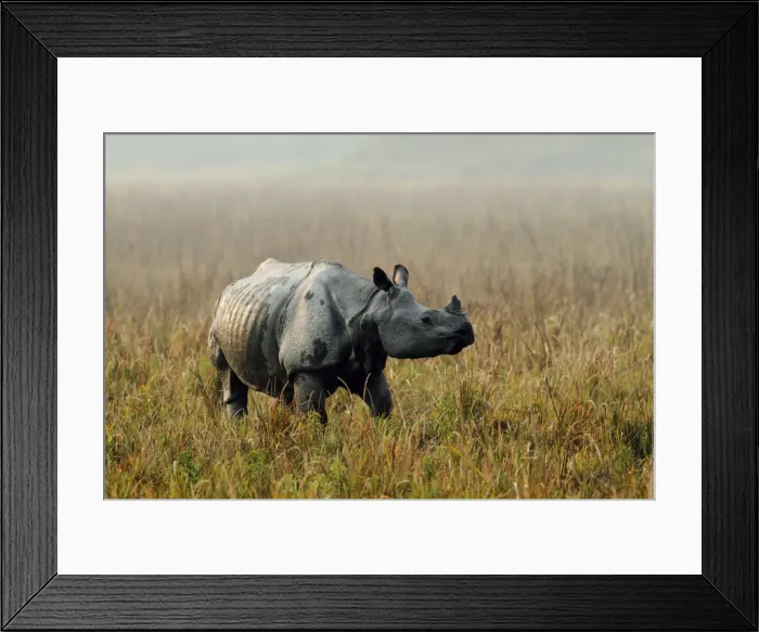 Framed Print : Picture No. 10890800 Framed Print : Picture No. 10890800