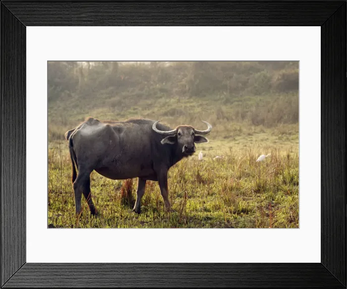 Framed Print : Picture No. 10890803