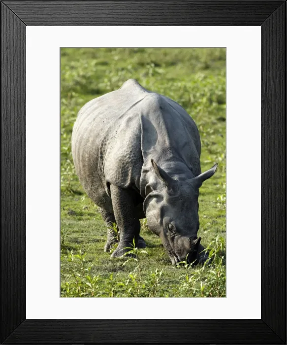 Framed Print : Picture No. 10890807 Framed Print : Picture No. 10890807