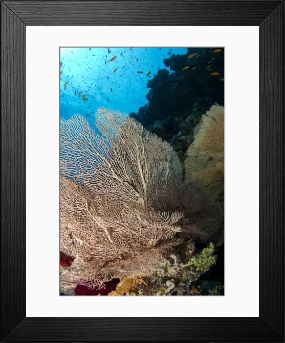Framed Print : Picture No. 10890813 Framed Print : Picture No. 10890813
