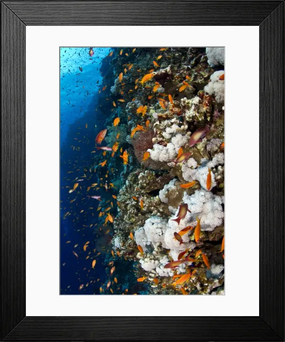 Framed Print : Picture No. 10890812 Framed Print : Picture No. 10890812