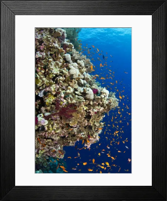 Framed Print : Picture No. 10890815 Framed Print : Picture No. 10890815