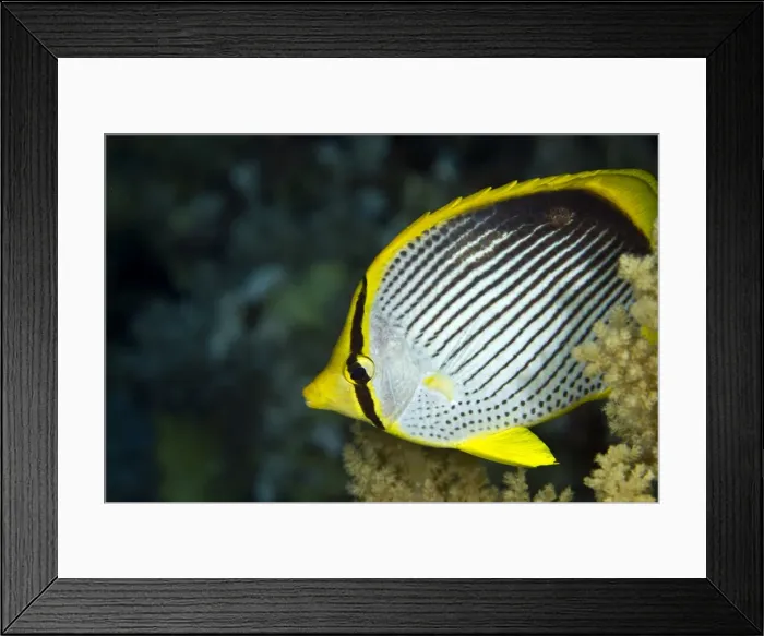 Framed Print : Picture No. 10890816 Framed Print : Picture No. 10890816