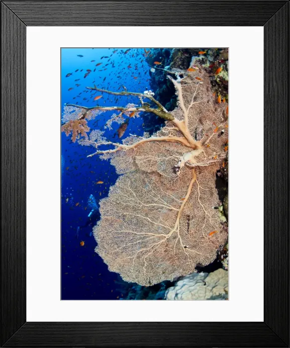 Framed Print : Picture No. 10890811 Framed Print : Picture No. 10890811
