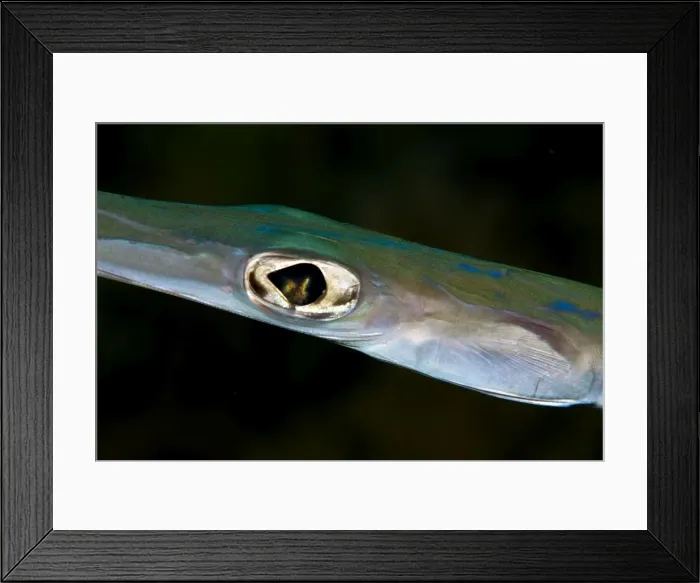 Framed Print : Picture No. 10890818 Framed Print : Picture No. 10890818