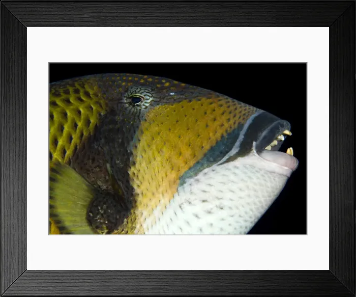 Framed Print : Picture No. 10890820 Framed Print : Picture No. 10890820