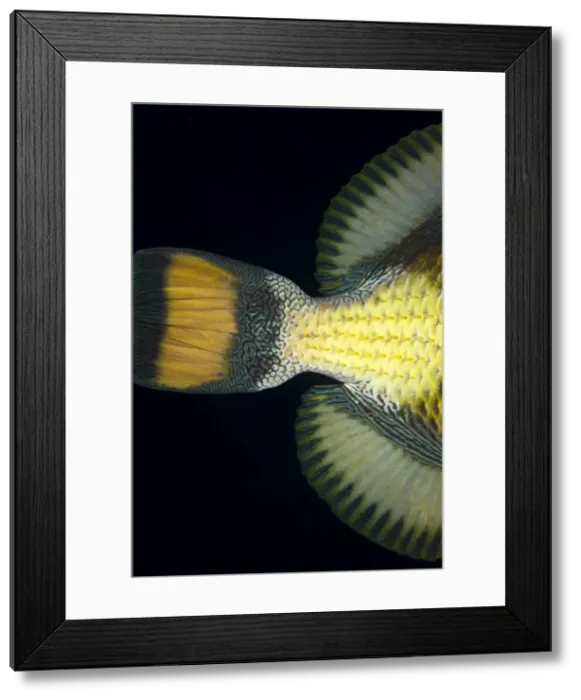 Framed Print : Picture No. 10890821 Framed Print : Picture No. 10890821