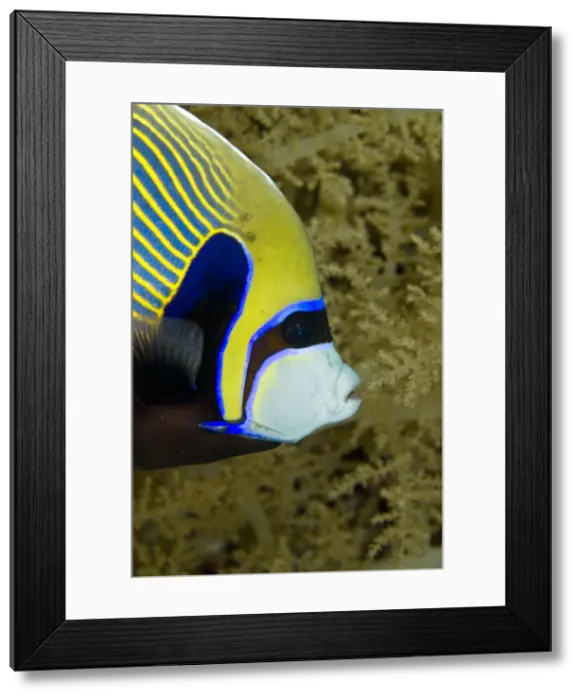 Framed Print : Picture No. 10890817 Framed Print : Picture No. 10890817