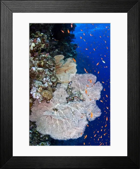 Framed Print : Picture No. 10890814 Framed Print : Picture No. 10890814