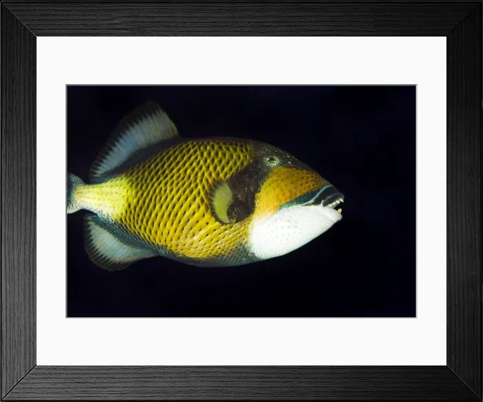 Framed Print : Picture No. 10890819 Framed Print : Picture No. 10890819