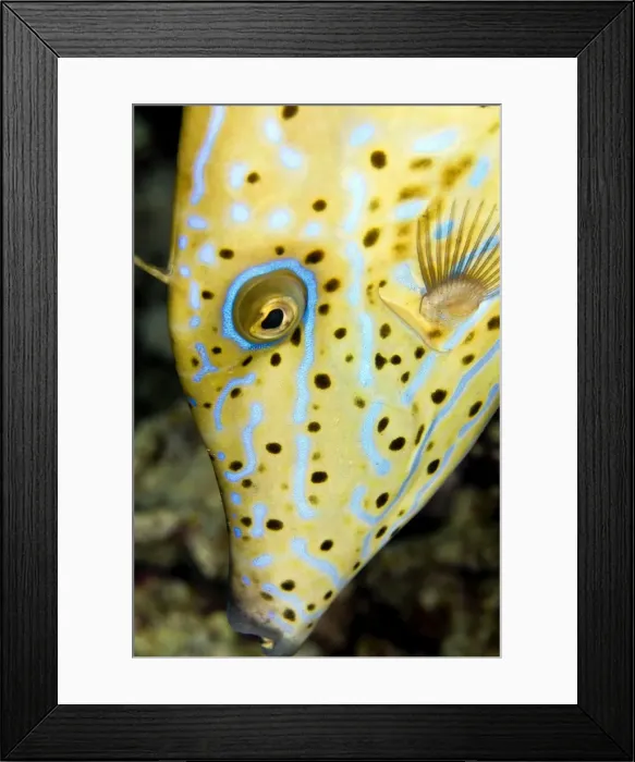 Framed Print : Picture No. 10890824
