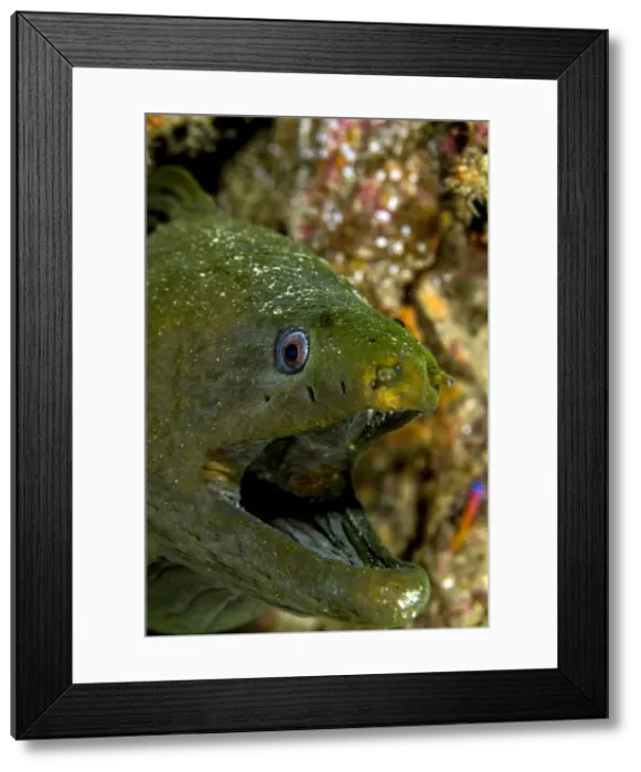 Framed Print : Picture No. 10900415 Framed Print : Picture No. 10900415
