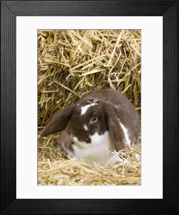 Framed Print : Picture No. 10900147 Framed Print : Picture No. 10900147