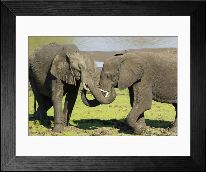 Framed Print : Picture No. 10900831