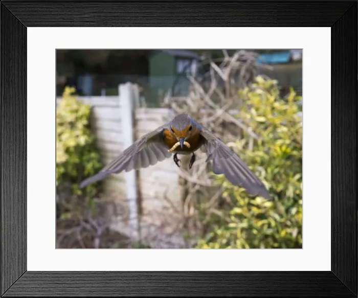 Framed Print : Picture No. 10900288 Framed Print : Picture No. 10900288