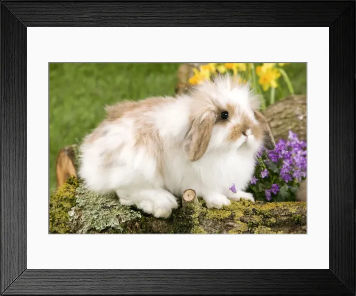 Framed Print : Picture No. 10900128 Framed Print : Picture No. 10900128