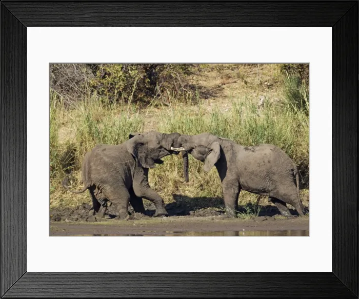 Framed Print : Picture No. 10900835 Framed Print : Picture No. 10900835