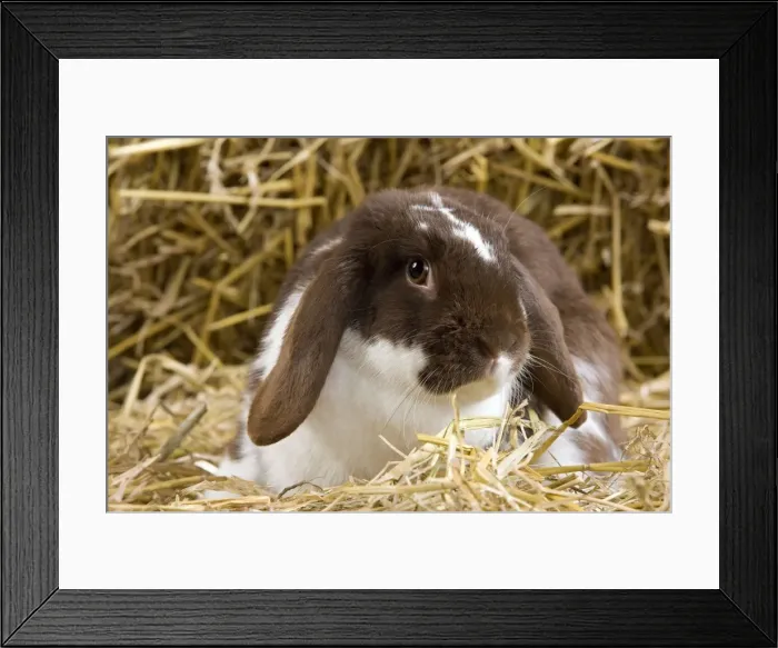 Framed Print : Picture No. 10900122 Framed Print : Picture No. 10900122