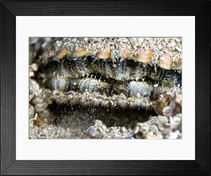 Framed Print : Picture No. 10900365 Framed Print : Picture No. 10900365