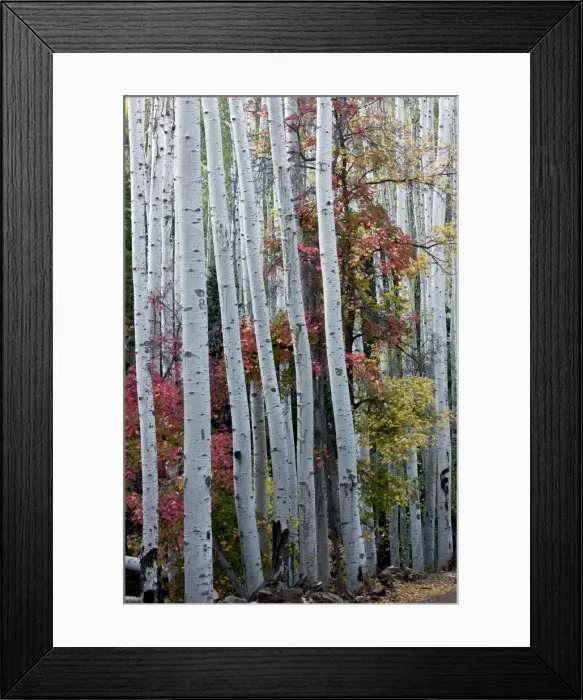 Framed Print : Picture No. 10899453 Framed Print : Picture No. 10899453