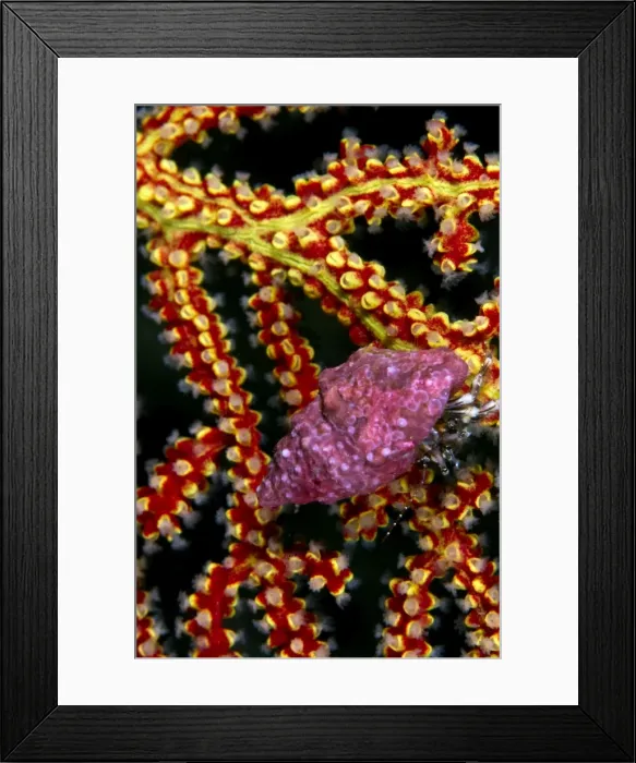 Framed Print : Picture No. 10900432 Framed Print : Picture No. 10900432
