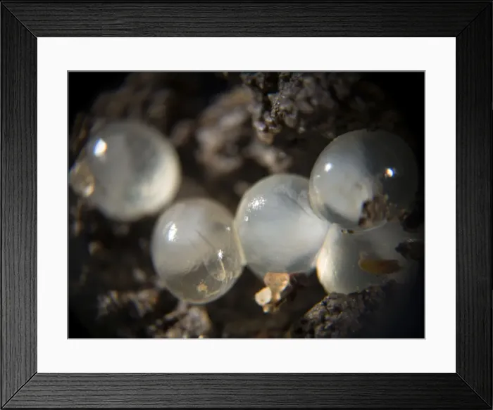 Framed Print : Picture No. 10900281 Framed Print : Picture No. 10900281