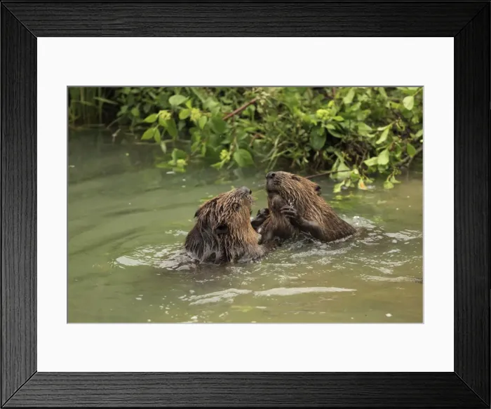 Framed Print : Picture No. 10900189