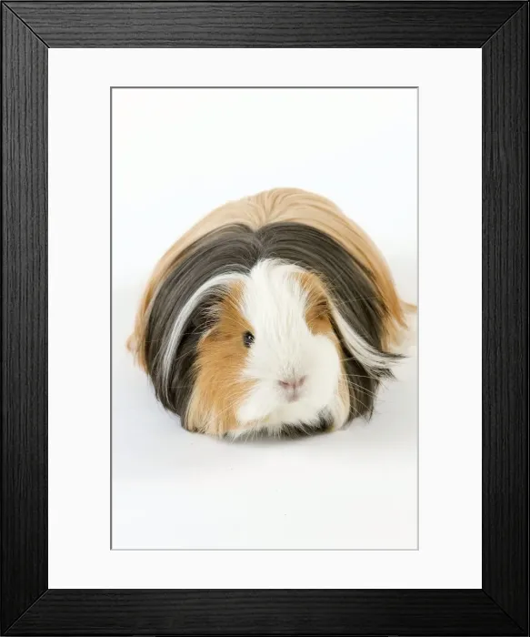 Framed Print : Picture No. 10900158 Framed Print : Picture No. 10900158
