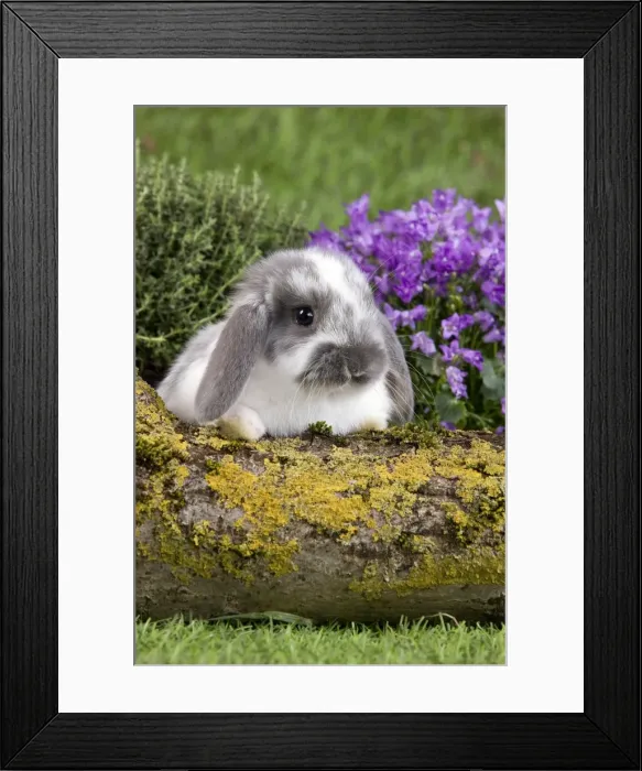 Framed Print : Picture No. 10900133 Framed Print : Picture No. 10900133