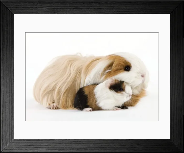 Framed Print : Picture No. 10900167 Framed Print : Picture No. 10900167