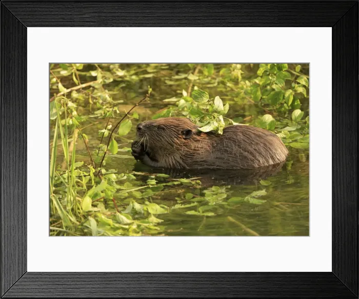 Framed Print : Picture No. 10900182 Framed Print : Picture No. 10900182