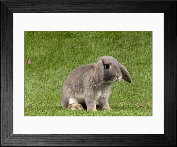 Framed Print : Picture No. 10900144 Framed Print : Picture No. 10900144