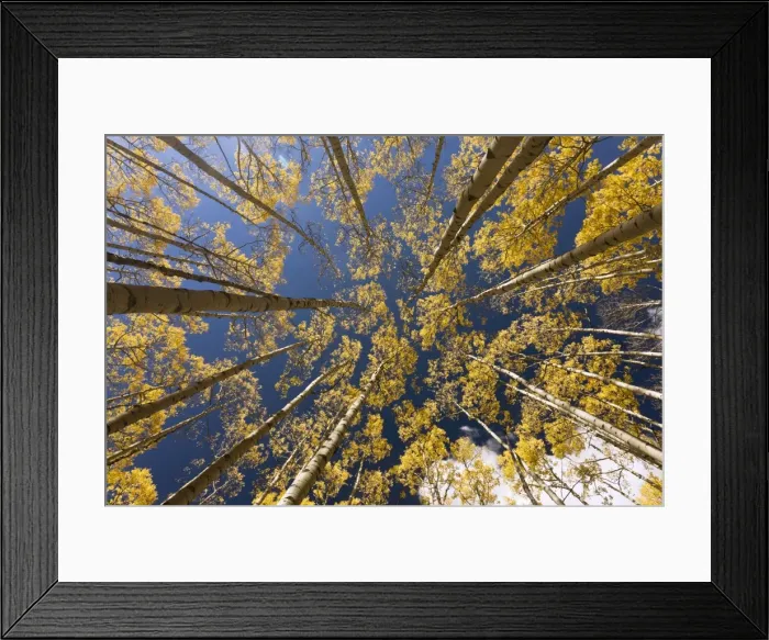 Framed Print : Picture No. 10899446 Framed Print : Picture No. 10899446