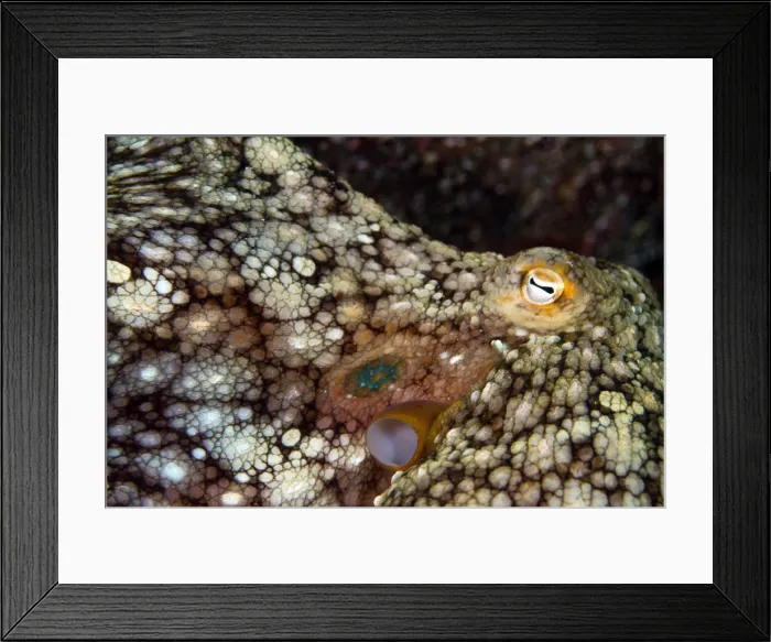 Framed Print : Picture No. 10900433 Framed Print : Picture No. 10900433
