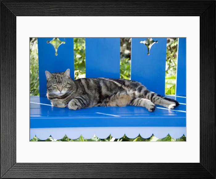 Framed Print : Picture No. 10900822 Framed Print : Picture No. 10900822