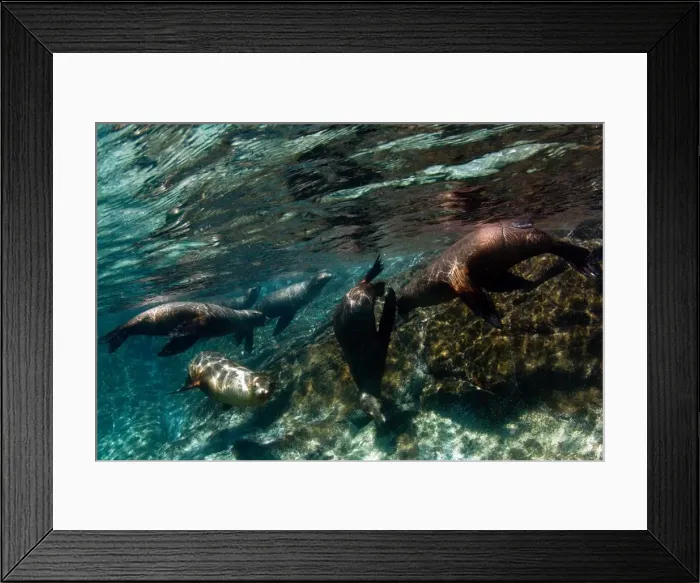Framed Print : Picture No. 10900440