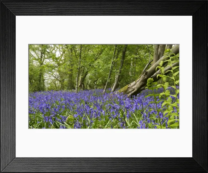 Framed Print : Picture No. 10900297 Framed Print : Picture No. 10900297
