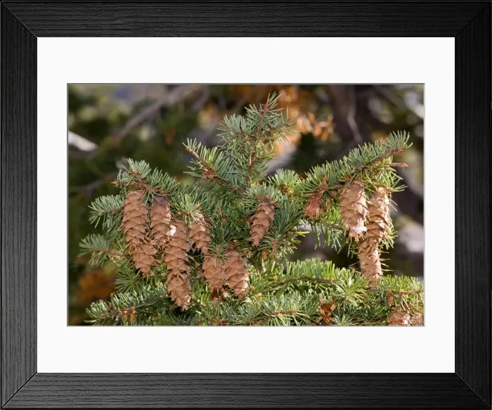 Framed Print : Picture No. 10899451 Framed Print : Picture No. 10899451