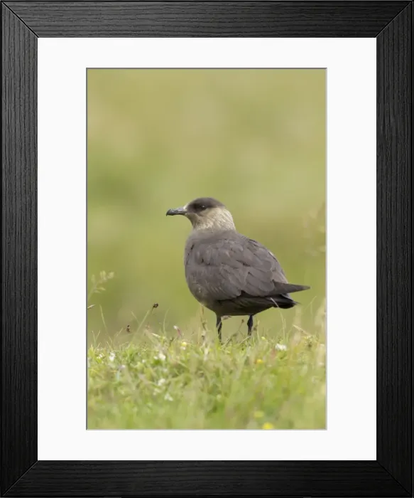 Framed Print : Picture No. 10900318 Framed Print : Picture No. 10900318