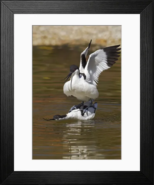Framed Print : Picture No. 10900346 Framed Print : Picture No. 10900346
