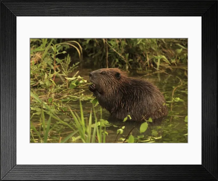 Framed Print : Picture No. 10900184 Framed Print : Picture No. 10900184