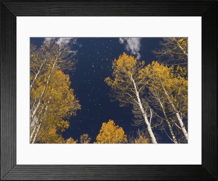 Framed Print : Picture No. 10899436 Framed Print : Picture No. 10899436