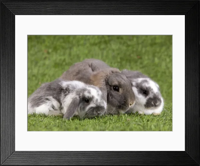 Framed Print : Picture No. 10900142